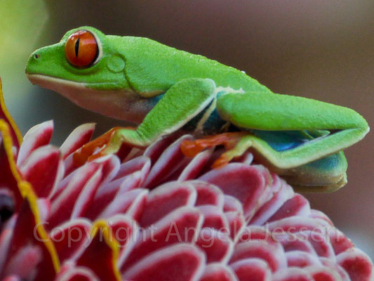 Rotaugenfrosch - Costa Rica