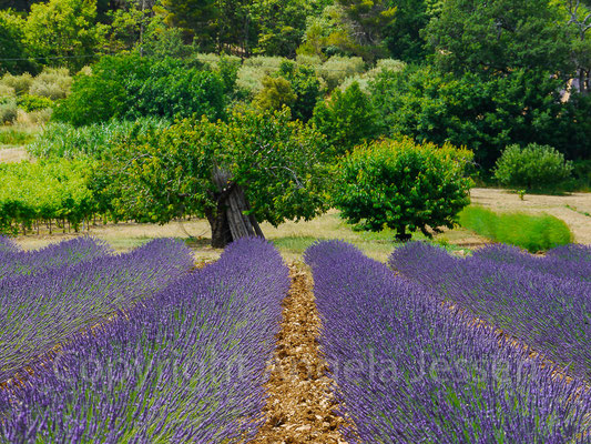 Frankreich-Provence