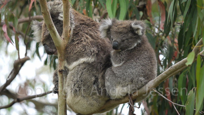 Koalas