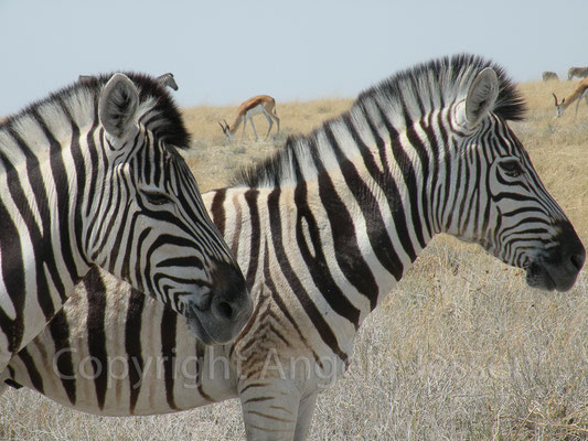Zebra- Afrika