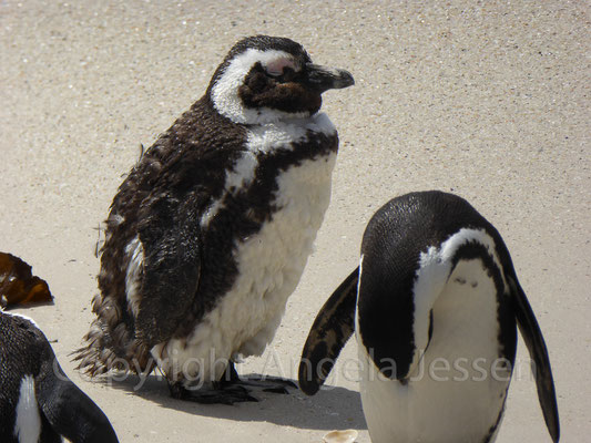 Brillenpinguin -Afrika