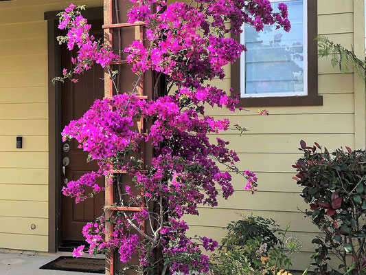 Bougainvillea Flowers, California, USA