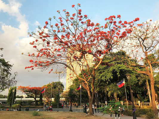 Flowering Flame Trees, Manila, Philippines