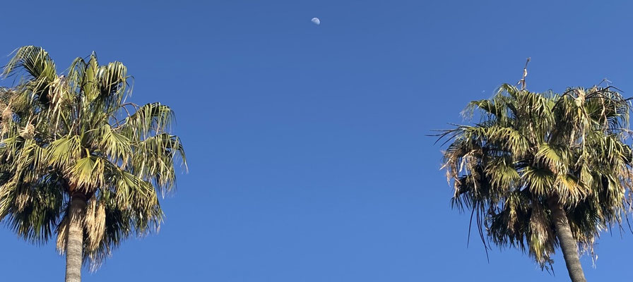 Palm Leaves and Afternoon Moon, Oxnard, California, USA