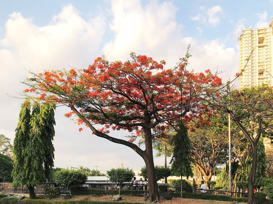 Flowering Flame Tree, Manila, Philippines
