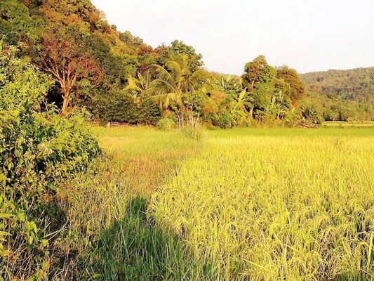Rice Fields, Morong, Bataan, Philippines