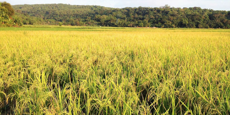 Golden Rice Fields, Morong, Bataan, Philippines