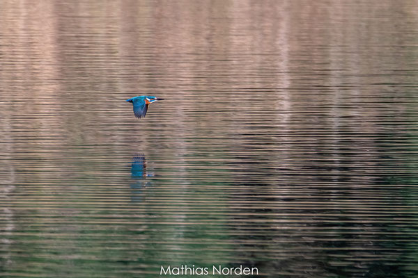 Eisvogel