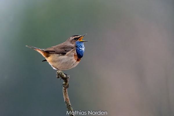 Blaukehlchen