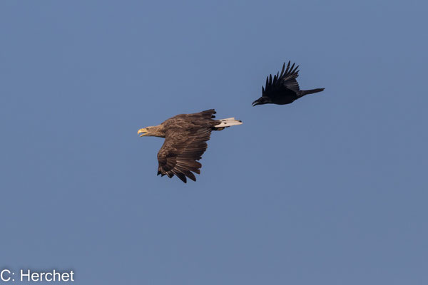 Seeadler und Krähe