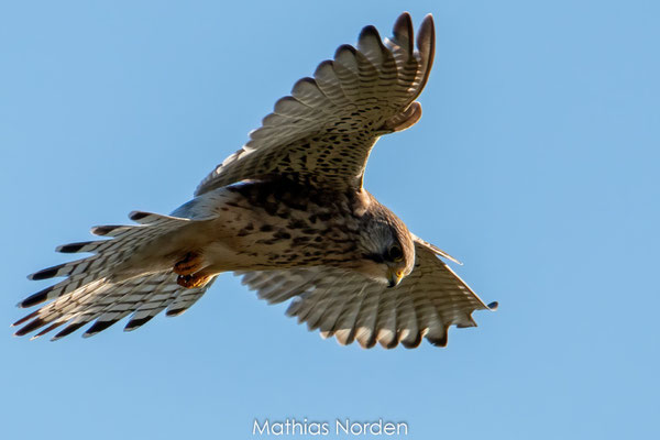 Turmfalke