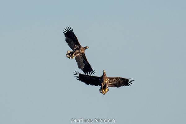 Seeadler