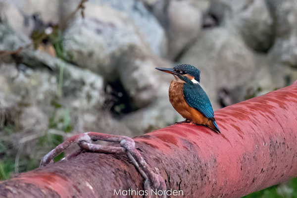 Eisvogel Weibchen