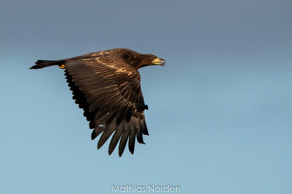 Seeadler