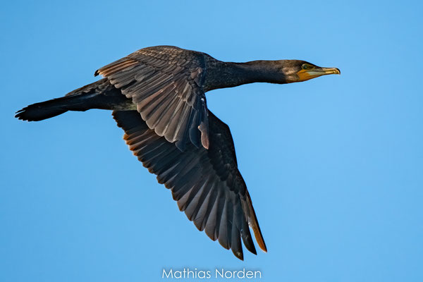 Kormoran