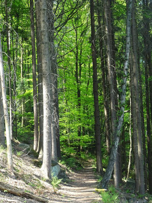 Der Elbhangweg zwischen Krippen und Schöna. © F. Rößner