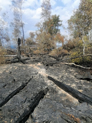 Der Baumbestand ist nun lockerer. In naher Zukunft wird von dieser kahlen Stelle nicht mehr viel zu sehen sein. Die Natur holt sich den Wald zurück. Foto © FFW Scharfenstein/privat