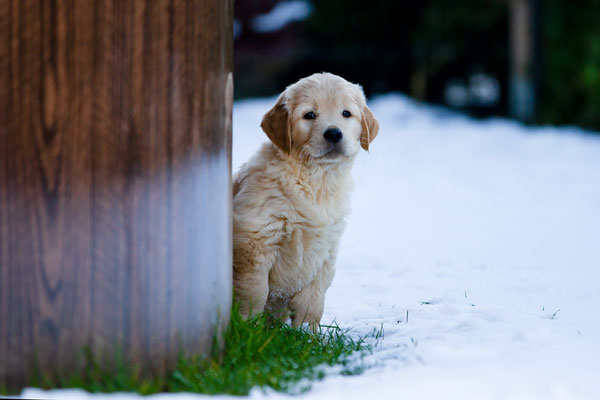 Miss Grün (Nala)