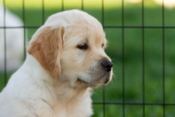 Ronja