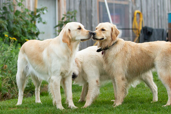 Vanya und Kaya 