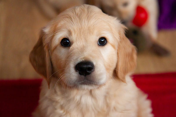 Nala