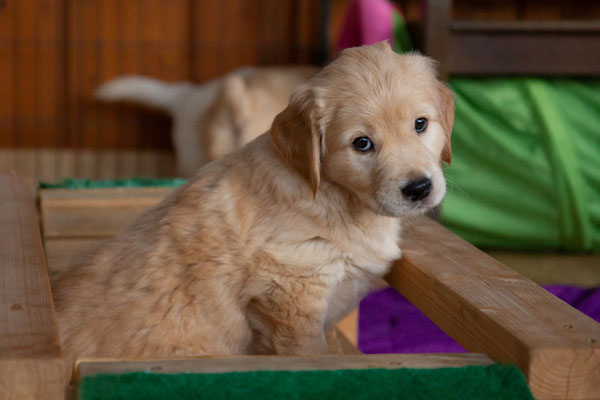 Nala