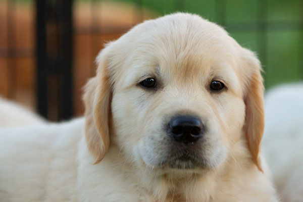 Vito