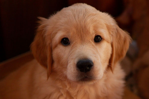 Nala