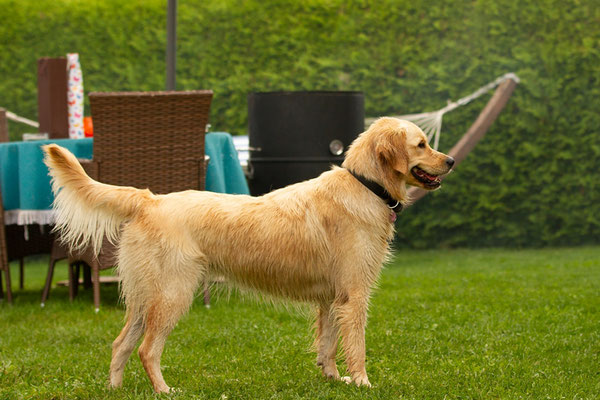 Kaya