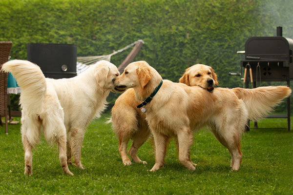 Maddie mit Smilla und Ronja
