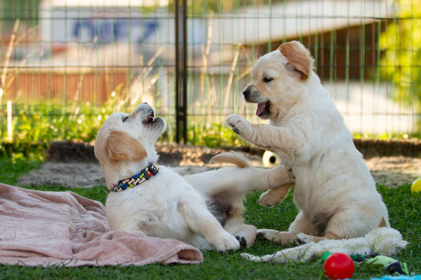 Ronja und Vanya