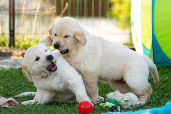 Ronja und Vanya