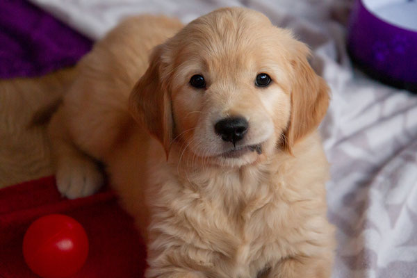 Nala