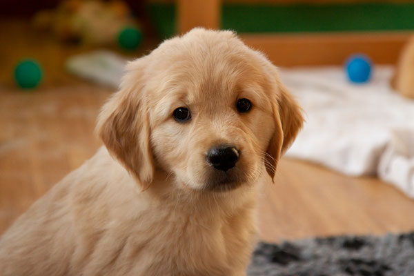 Nala