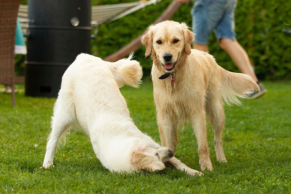 Maddie und Kaya