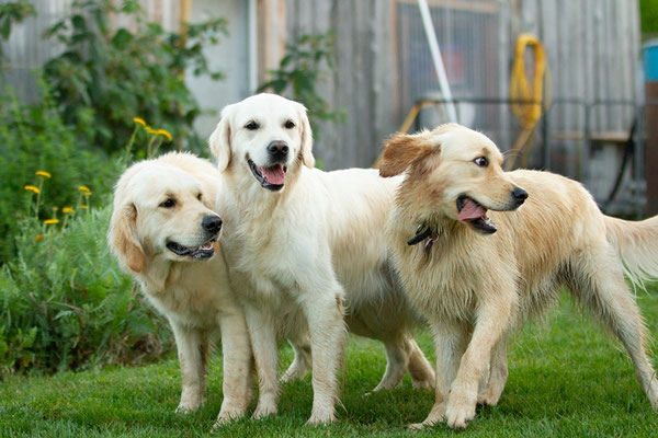 Enya, Maddie und Kaya