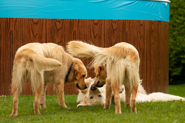 Kaya, Smilla und Maddie 