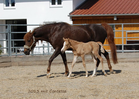Contessa ist noch ganz klein - Mai 2013