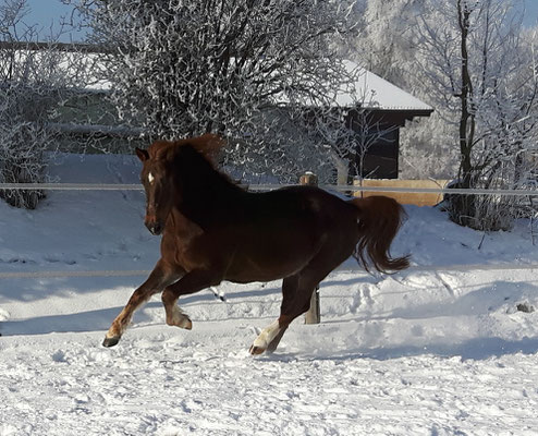 Herumtollen im Schnee - welch eine Freude