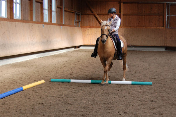Während eines Working Equitation Kurses mit Mihai Maldea