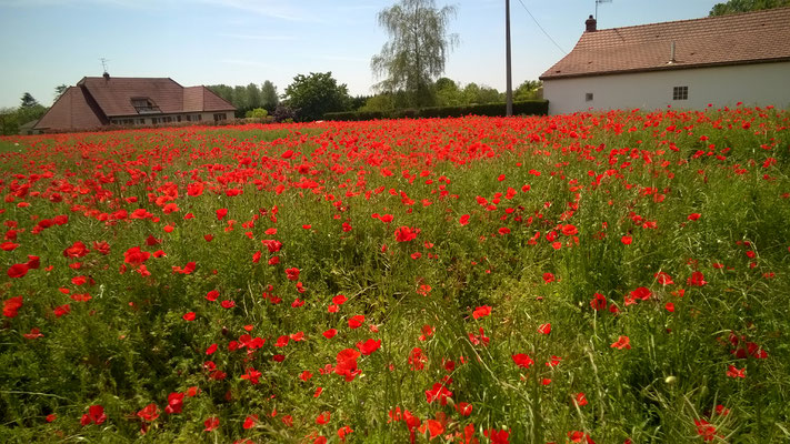 Mohnfeld richtung Chalôn