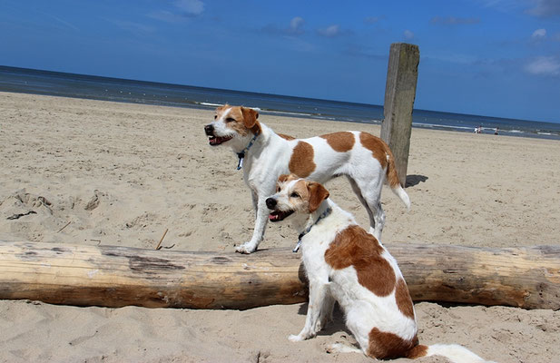 Wesensbeschreibung Des Dansk Svensk Gardhund Kromfohrlander
