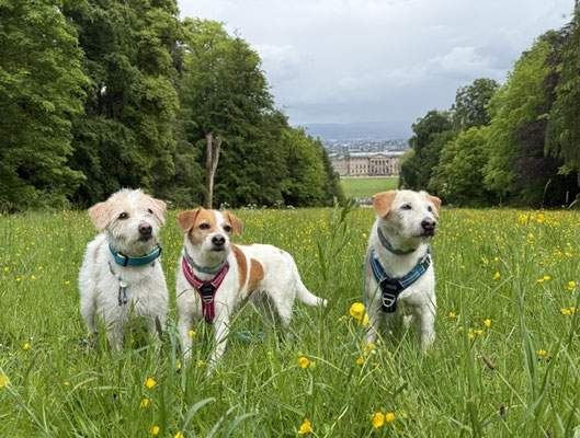 Frida, Ebba und Brezel