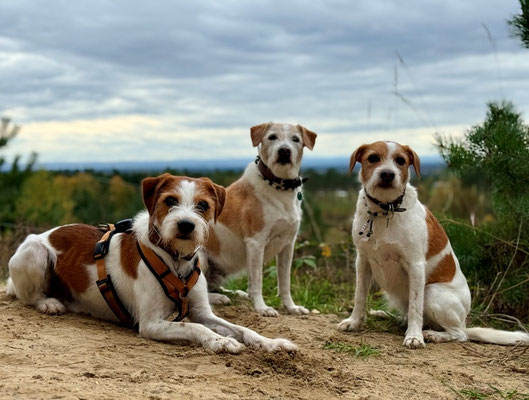 Brezel, Ebba & Bernie