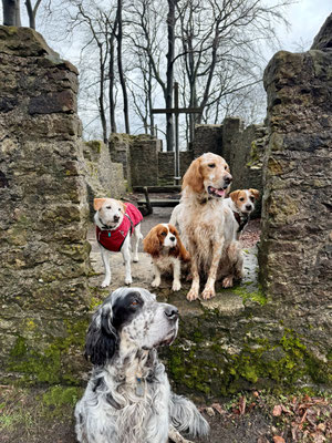 Faramir, D`Artagnan, Niloufar mit Ebba & Brezel