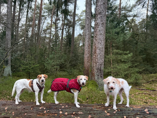 Ebba, Brezel und Difrida