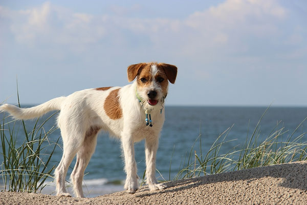 Wesensbeschreibung Des Dansk Svensk Gardhund Kromfohrlander