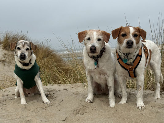 Treffen auf Texel mit Astix ( Papa von Brezel)