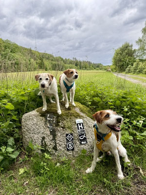 unterwegs auf dem Hermannsweg