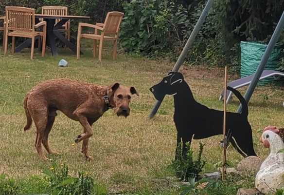 Henry und der Neue